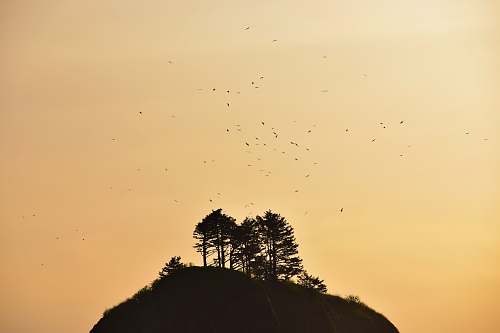 nature silhouette of trees on hill la push